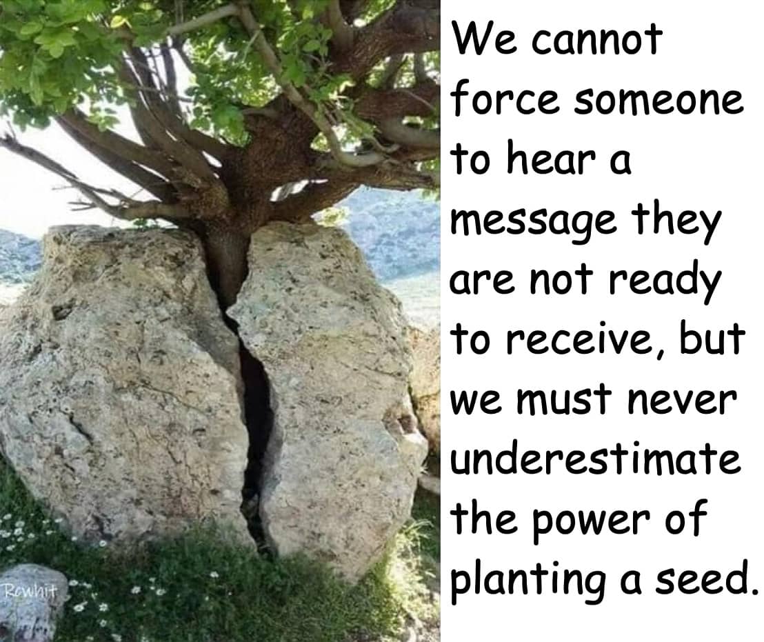 Tree-rock-new-pic-min